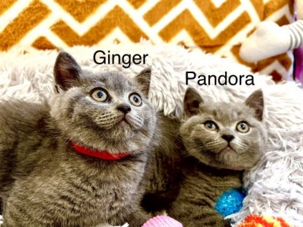 Wir sind ernshafte Züchter, Polly Diamond Cat. Unsere