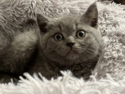 Wir sind ernshafte Züchter, Polly Diamond Cat. Unsere