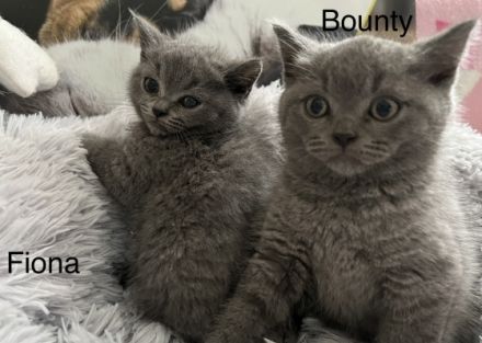 Wir sind ernshafte Züchter, Polly Diamond Cat. Unsere