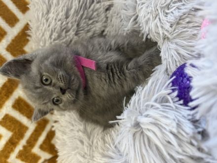 Wir sind ernshafte Züchter, Polly Diamond Cat. Unsere