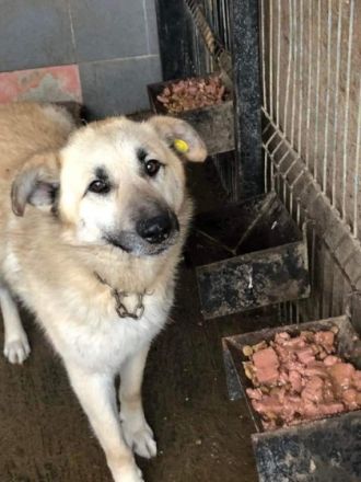 Merlin, MERLIN ❤ ca 5 Jahre alt, ca 50 bis 53 cm 20 bis