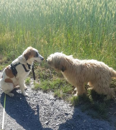 Hallo, hier kommt Joschi! Joschi ist 6 Monate alt und