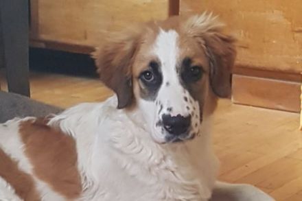 Hallo, hier kommt Joschi! Joschi ist 6 Monate alt und