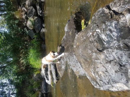 Hallo, hier kommt Joschi! Joschi ist 6 Monate alt und