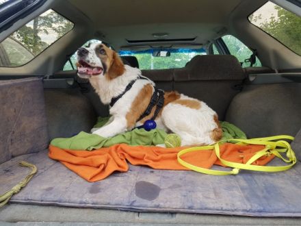 Hallo, hier kommt Joschi! Joschi ist 6 Monate alt und