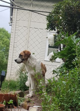 Hallo, hier kommt Joschi! Joschi ist 6 Monate alt und