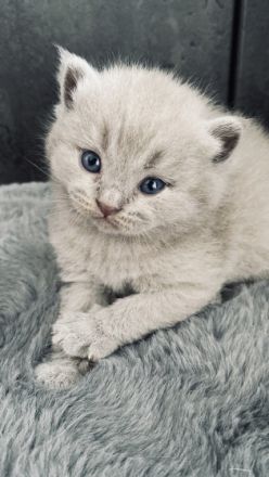 Liebe Katzenfreunde, Am 31.05.2022 hat unsere