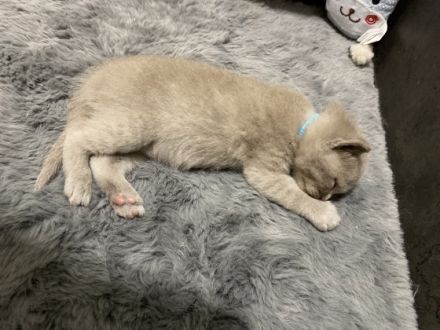 Liebe Katzenfreunde, Am 31.05.2022 hat unsere