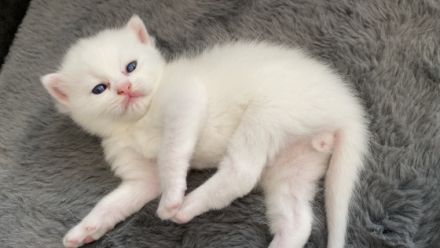 Liebe Katzenfreunde, Am 31.05.2022 hat unsere