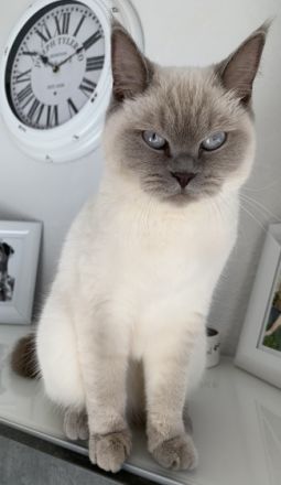 Liebe Katzenfreunde, Am 31.05.2022 hat unsere