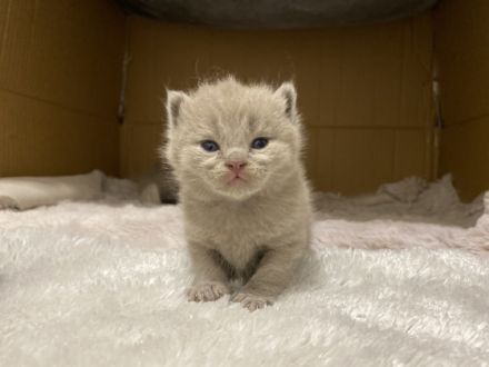 Liebe Katzenfreunde, Am 31.05.2022 hat unsere