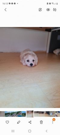 Hallo unsere Hündin (Bichon Frise - Pudel Mix) Papa