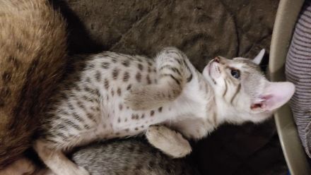 Savannah Kitten F5 SBT  mit Stammbaum/Papiere