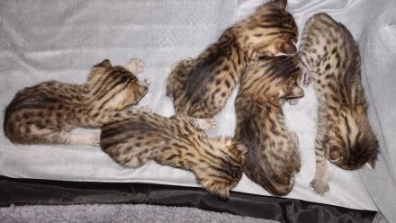 Savannah Kitten F5 SBT  mit Stammbaum/Papiere