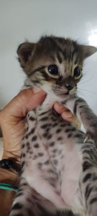 Savannah Kitten F5 SBT  mit Stammbaum/Papiere