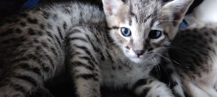 Savannah Kitten F5 SBT  mit Stammbaum/Papiere