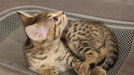 Savannah Kitten F5 SBT  mit Stammbaum/Papiere