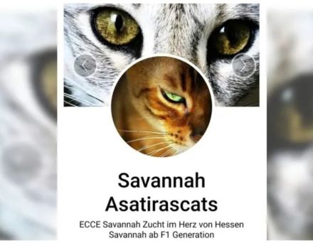 Savannah Kitten F5 SBT  mit Stammbaum/Papiere