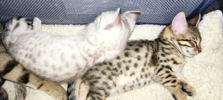 Savannah Kitten F5 SBT  mit Stammbaum/Papiere