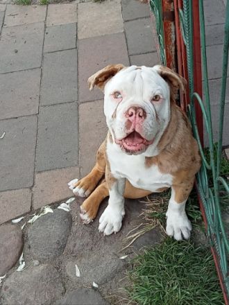 Hallo an alle Bully Fans! Mein Martini ein knapp