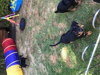 Deutsche Pinscher vom Bruchstein Vier unserer Welpen