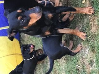 Deutsche Pinscher vom Bruchstein Vier unserer Welpen