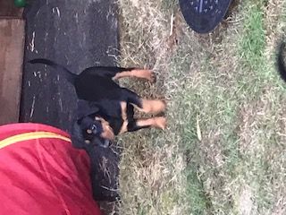 Deutsche Pinscher vom Bruchstein Vier unserer Welpen