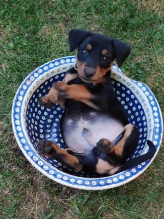 Deutsche Pinscher vom Bruchstein Vier unserer Welpen