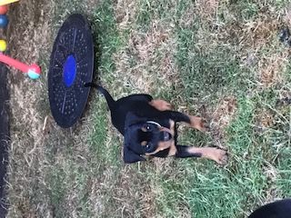 Deutsche Pinscher vom Bruchstein Vier unserer Welpen