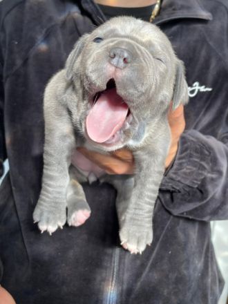 Am 30.05.2022 sind unsere 5 Welpen auf die Welt