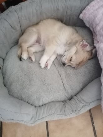 Hallo zusammen Unsere Luna ( Chihuahua) hat am 28.03.22