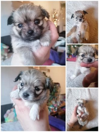 Hallo zusammen Unsere Luna ( Chihuahua) hat am 28.03.22