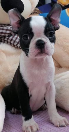 Ich verkaufe männliche und weibliche Welpen, die Welpen