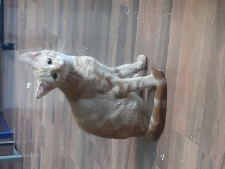 Zwei babykater suchen noch ein liebevolles Zuhause