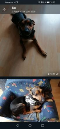 Hallo meine lieben, mein Name ist Toto und leider suche