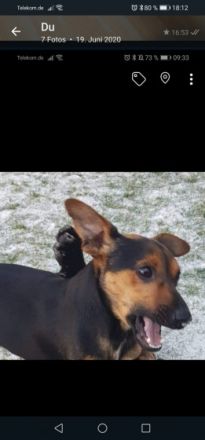 Hallo meine lieben, mein Name ist Toto und leider suche