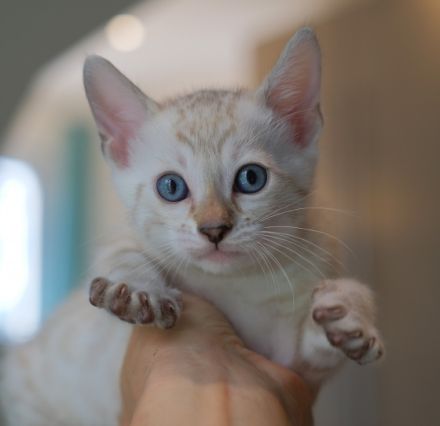 Unsere wunderschönen Schneebengalkitten wurden am 14.