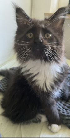 Hallo Ihr Lieben! Es ist soweit, unsere Kitten werden