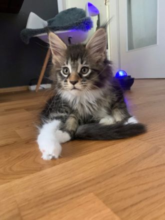 Hallo Ihr Lieben! Es ist soweit, unsere Kitten werden