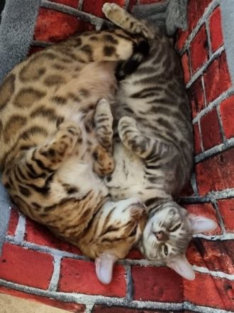 Dea De Blue, Müssen leider wegen Familiären Gründen uns