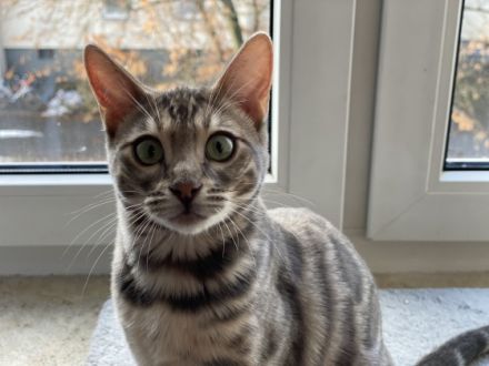 Dea De Blue, Müssen leider wegen Familiären Gründen uns