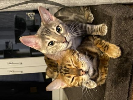 Dea De Blue, Müssen leider wegen Familiären Gründen uns