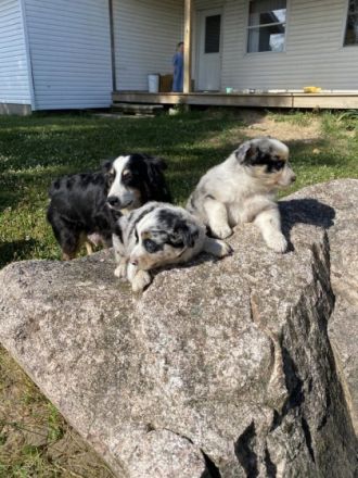 Unsere Babys sind nun geimpft, gechipt, tierärzlich und