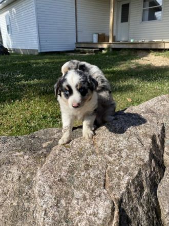 Unsere Babys sind nun geimpft, gechipt, tierärzlich und
