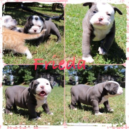 Wir haben am 22.5.2022… 4 tolle Welpen von unserer