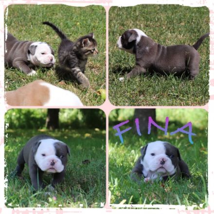 Wir haben am 22.5.2022… 4 tolle Welpen von unserer