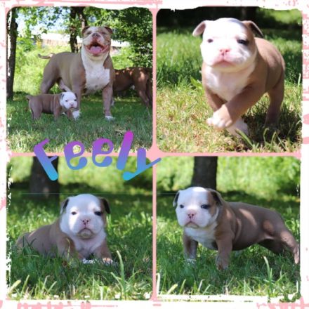 Wir haben am 22.5.2022… 4 tolle Welpen von unserer