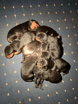 Aus unserer Hobbyzucht sind ab Anfang Juli Deutsche