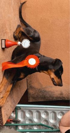 Aus unserer Hobbyzucht sind ab Anfang Juli Deutsche