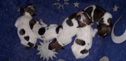 Unsere Welpen sind da!! Geb. am 25.6.2022 - 2 Mädels